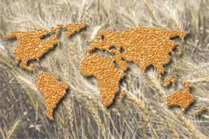 Котировки пшеницы на ключевых мировых площадках развиваются разнонаправленно