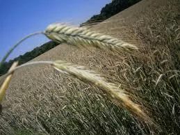 Польша — главный импортер украинской ржи