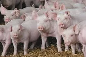 Вакцинація свиней ‒ головний інструмент у контролі РРСС