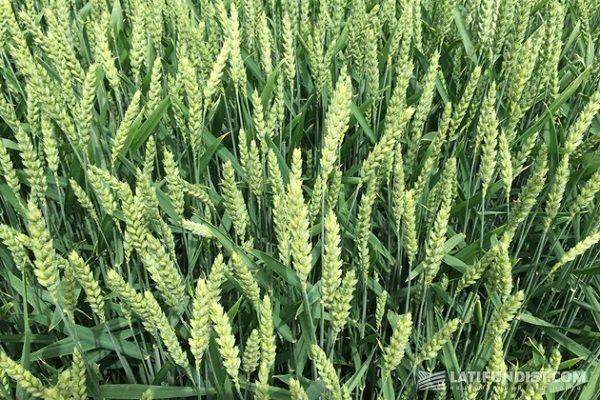 Ученые вывели сорт озимой пшеницы с урожайностью 12 т/га