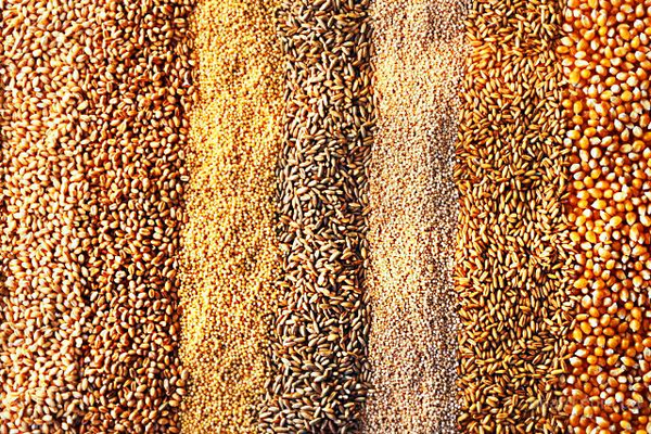Египет сократит посевные площади под пшеницей