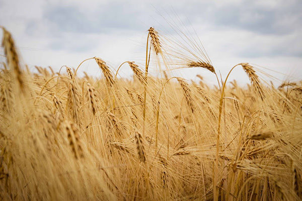 Производство зерновых в 2016 г. составит 63 млн т — FAO