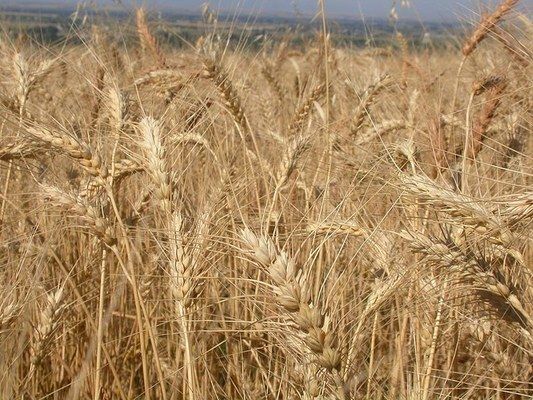 Судан передает импорт пшеницы в частные руки