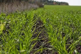 В Запорожской области озимые зерновые взошли на 99% посевных площадей