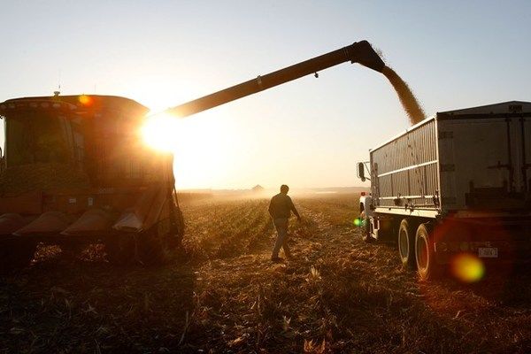 За півроку Україна експортувала майже третину зібраного урожаю зерна