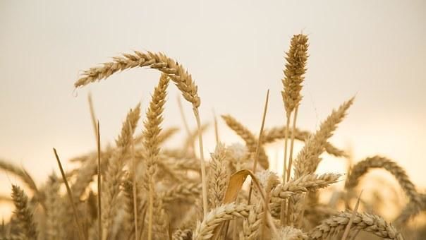 USDA - Баланс мирового производства и потребления зерна, фуражного зерна, пшеницы, кукурузы, ячменя