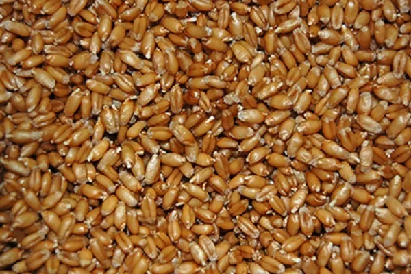 Производство пшеницы в Украине снизится на 753 тыс. т — FAS USDA