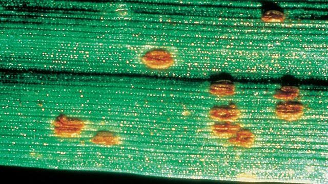 Ученые сделали прорыв в изучении стеблевой ржавчины