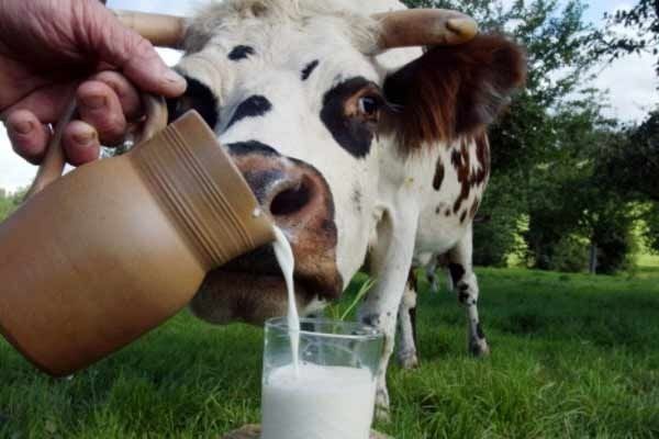 В Україні поменшає молока