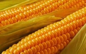 Мировые цены на кукурузу в 2018/19 МГ будут повышаться - Rabobank
