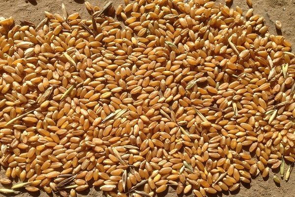 Египет проведет тендер по закупке 55-60 тыс. т пшеницы