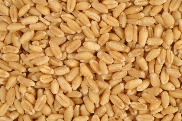За год цены на продовольственную пшеницу в Латвии выросли на 5%