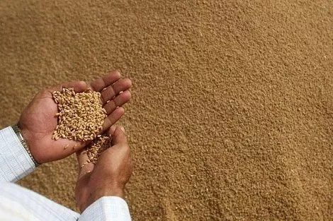 Египет сегодня закупит первые партии пшеницы в 2018 г