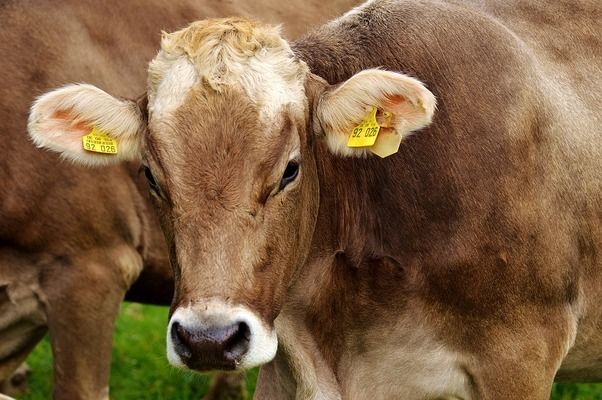 За 11 місяців 2018 року Україна експортувала понад 38 тисяч тонн яловичини