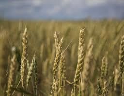 Теплые зимы могут на 20-30% увеличить валовой сбор озимой пшеницы – эксперт