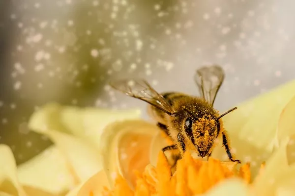 Пасічники зможуть страхувати бджіл з березня