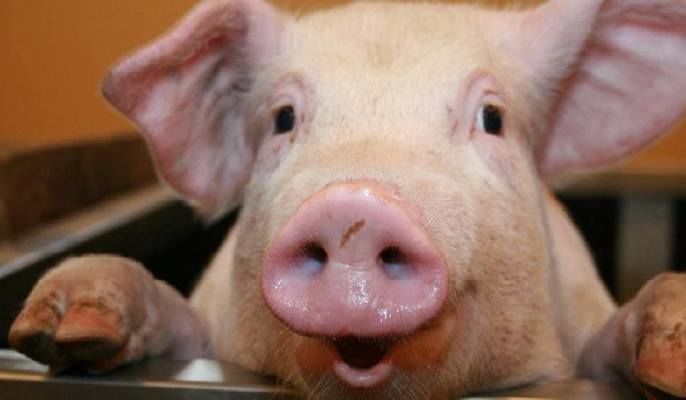 Імпорт свинини в Україну зріс вп'ятеро