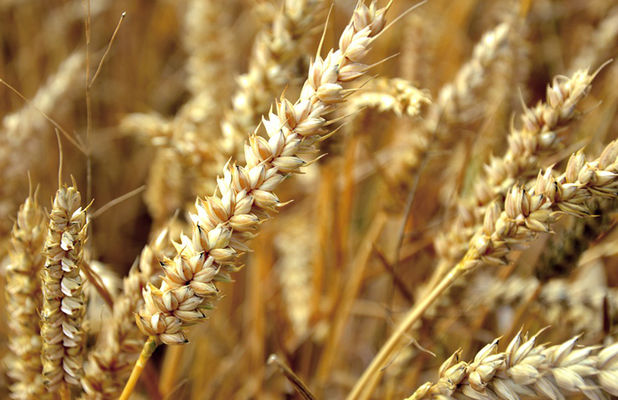 Филиппины обновили рекорд закупок украинской пшеницы