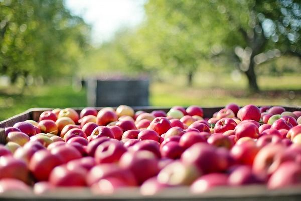 Україна оновила рекорд з експорту яблук