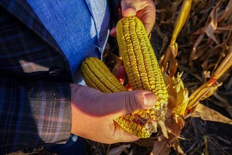 Спрос на украинскую кукурузу растет