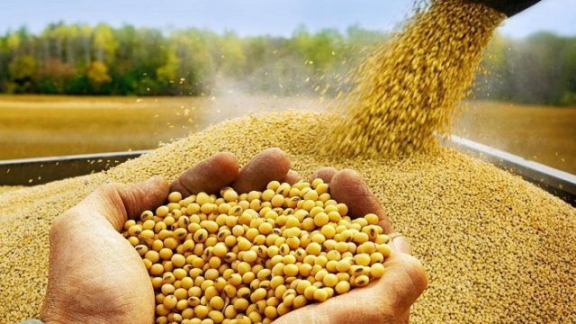 Україна нарощує експорт пшениці в Індонезію та Філіппіни