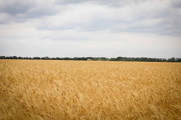 Украина экспортирует 14 млн т пшеницы в 2016/17 г. — FAO