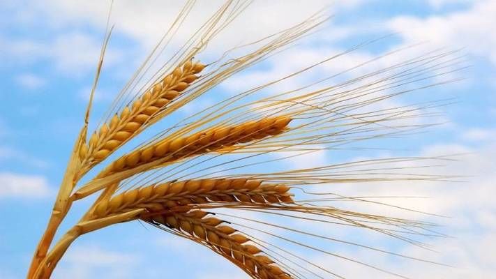 Украина в первой половине текущего сезона реализовала экспортный потенциал пшеницы на 60% – эксперт