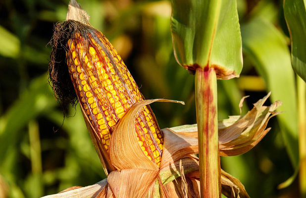 Украина в ТОП-3 мировых экспортеров кукурузы