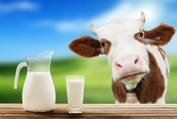 Украина отстрочила принятие нового стандарта качества молока