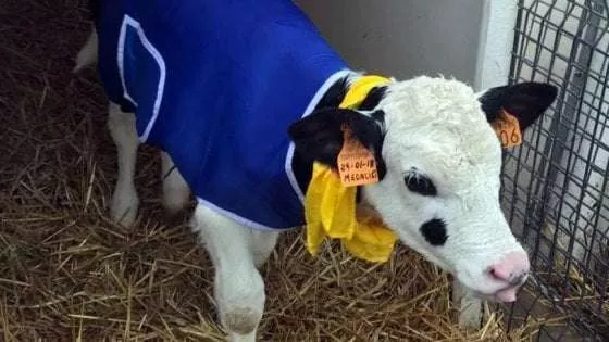 Італійські фермери одягають корів, щоб врятувати від морозу