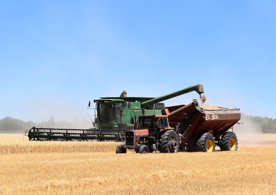 Світове споживання пшениці перевищило виробництво
