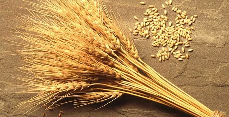  Пшеница ЕС: Париж в пятницу установил новый минимум