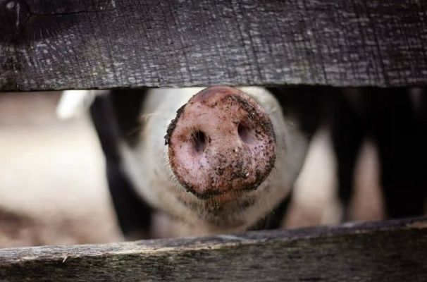 Закупочные цены на живца свиней в Украине продемонстрировали неожиданный рост
