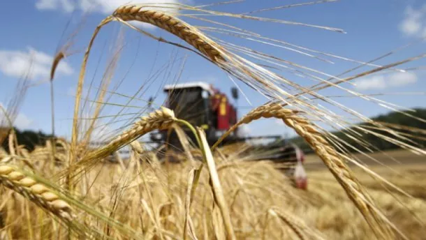 Темпи експорту пшениці знизилися