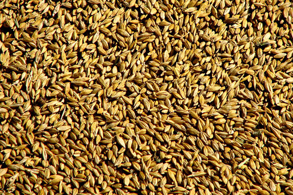 Мировая торговля зерновыми увеличится на 3,1 млн т — FAO
