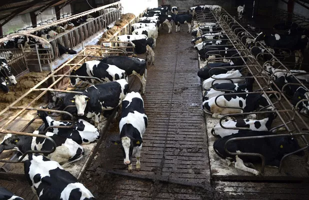 Итоги года: Доходность молока сократилась на 14%