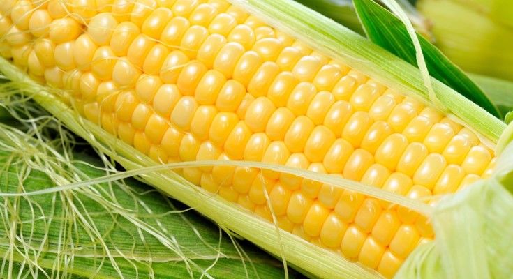 Украина экспортировала кукурузы на 1,9 млрд — ГФС