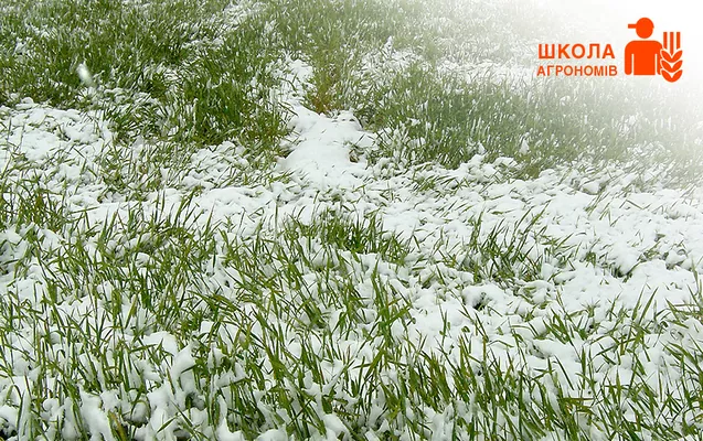 Школа агрономів: що вбиває озимі?