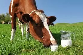 Волинське особисте селянське господарство виробляє молоко вищого ґатунку 