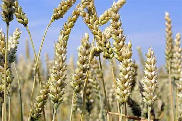 Япония объявила регулярный тендер на импорт пшеницы