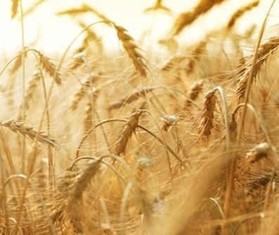 Экспорт мягкой пшеницы из ЕС по состоянию на 13 января составил 8,6 млн. тонн