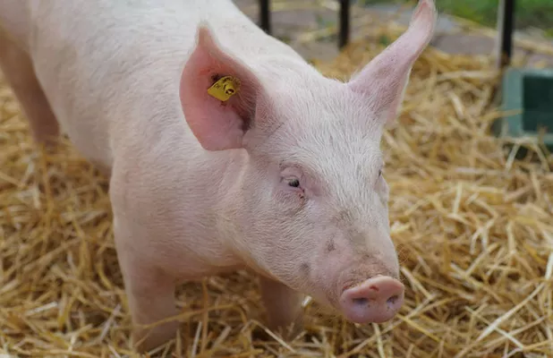 Из-за АЧС Китай сократит поголовье свиней еще на 20%