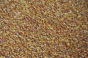 Украинский рынок потребляет 110-140 тыс. т семян гибридов кукурузы
