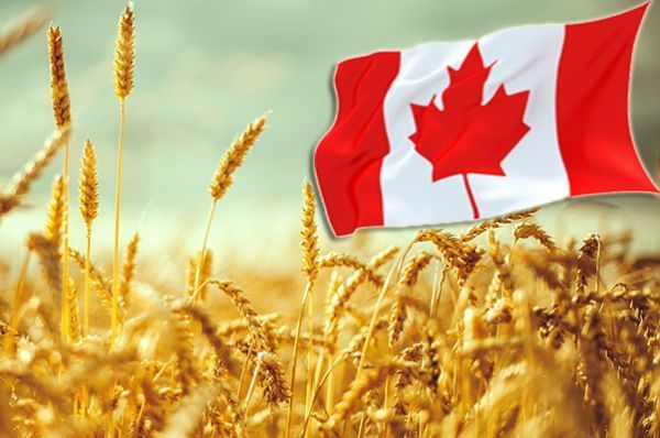 В декабре Канада значительно снизила экспорт гороха и чечевицы