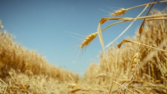 У світі скорочуються посівні площі під пшеницею