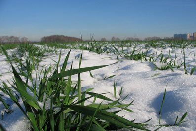 Більшість посівів озимих зернових на Полтавщині знаходяться у доброму стані