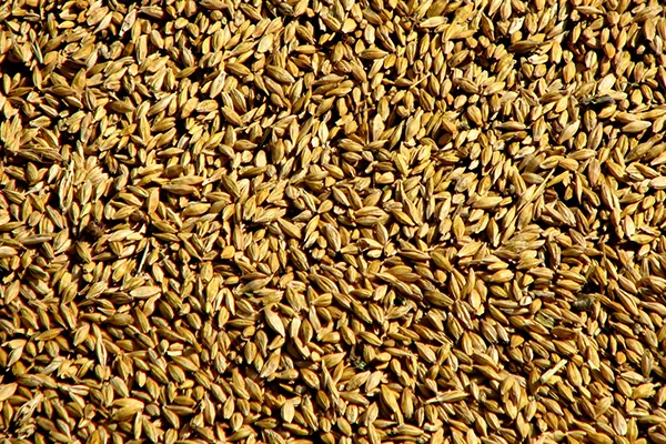 Великобритания увеличила экспорт пшеницы в 2 раза