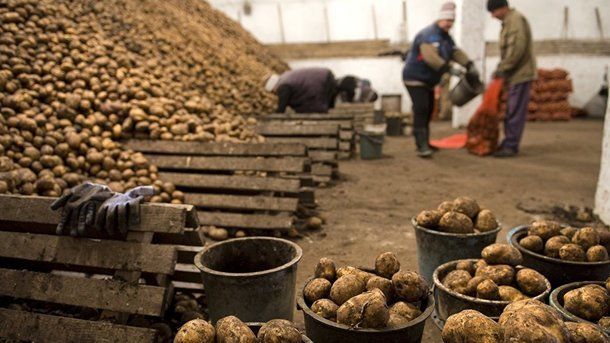 Экспорт картошки из Украины вырос в 3,5 раза