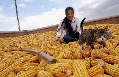 Україна у 3,6 рази збільшила експорт кукурудзи в Китай