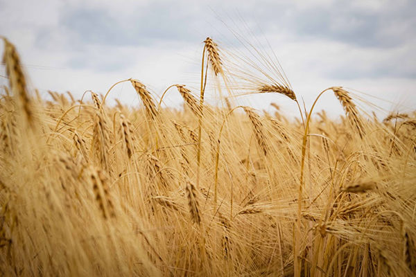 Украина экспортирует 37,9 млн т зерновых в 2016/17 МГ — прогноз